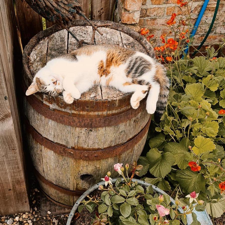 Skipbridge Farm Glamping ヨーク エクステリア 写真